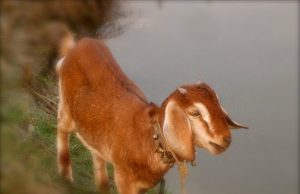 સુઇગામ પાસે બકરીઓ પર જવાળામુખી બનેલી વીજળી ત્રાટકી પડી,120 બકરીઓ મોતની શૈયા પર ઢળી પડી