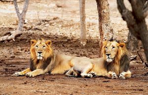 સાસણમાં આજે સિંહ દર્શનનો છેલ્લો દિવસ,કાલથી સાવજોનું વેકેશન