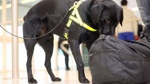 પોલીસ દળમાં ટૂંક સમયમાં સામેલ કરાશે સ્નિફર ડોગ,ડ્રગ્સની દરિંદગી પર સ્નિફર ડોગ રાખશે બાજ નજર