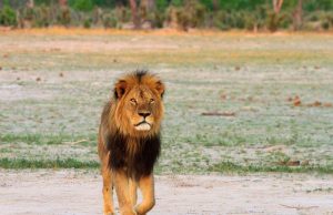 અમરેલીમાં 30 જેટલા સિંહો પર વાવાઝોડાનું સંકટ,વન વિભાગની રેસ્ક્યુની તૈયારી