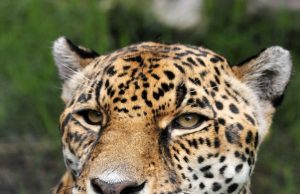 વડોદરા-હાલોલ રોડ પર અજાણ્યા વાહનની અડફેટે દીપડાનું અકસ્માતે મોત,મૃતદેહ વન વિભાગને સોંપ્યો