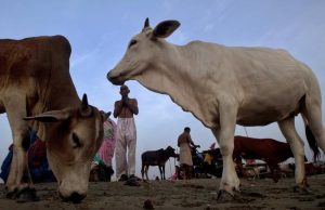 કડી પોલીસે પાંચ કોથળા ભરીને 238 કિલો ગૌમાંસ ભરેલી ગાડી જપ્ત કરી,ગાડી ચાલક ફરાર