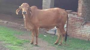 ગૌવંશની હત્યા રોકનાર જીવદયાપ્રેમીનું અપહરણ કરી ઢોર માર માર્યો