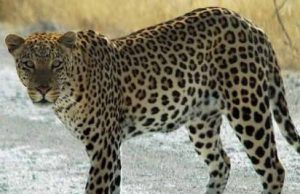 તાલાલા પંથકમાં દીપડાની રંજાડ,લઘુશંકાએ ગયેલા વૃદ્ધાને દીપડાએ ફાડી ખાધી, વિસાવદરનાં ઢેબરમાં દીપડાએ ઘરમાં ઘુસી 6 બકરાંનું કર્યુ મારણ