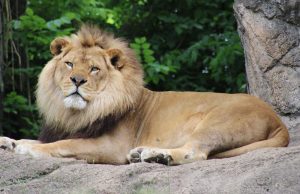 સિંહની સુરક્ષા સંકટમાં,ગીર પૂર્વના દલખાણીયા રેન્જમાંથી સિંહણનો મૃતદેહ મળ્યો