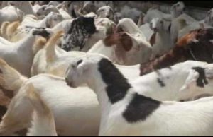 ગોંડલના હડમતાળા ગામની 4 વર્ષની માસુમ બાળકી પશુઓમાં જોવા મળતા બ્રુસેલા તાવના ભરડામાં