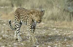 છોટાઉદેપુર:મોટી સઢલી ગામે દીપડાનો ઉધમપાત,ઘરમાં ઘુસી બે પુરૂષ અને બે મહિલા પર ત્રાટકી પડયો