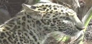 તળાજા:રાજપરમાં 4 વર્ષની બાળકી દીપડાનો શિકાર બની,પરિવારજનો પાછળ દોડ્યા પણ વ્હાલસોયીને બચાવી ન શક્યા,બાળકીનું કરુણ મોત સર્જાયું