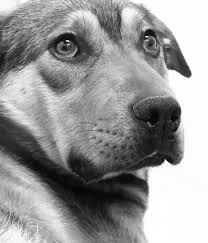 dog snatched the life of a two-and-a-half-month-old baby