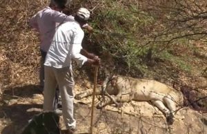 ઊના:ગીર ગઢડાના જાખિયા ચેકપોસ્ટ પાસે સિંહનું મોત,પાંચ દિવસ પેહલા સિંહનું મૃત્યુ થયું હોવાની ચર્ચાઓ વચ્ચે વનવિભાગનું મૌન