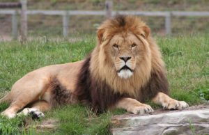 આજે વિશ્વ સિંહ દિવસ, PM મોદીએ ટ્વિટ કરીને કહ્યું….’ગુજરાતના CM હતા ત્યારે….