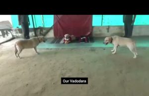 વડોદરા : 12 વર્ષમાં 7 ગુનાનું રહસ્ય ઉકેલનાર ડોગ જીના અને મોતી પોલીસ દળમાંથી થયા નિવૃત, કરાયું આ રીતે સન્માન, જુઓ Video