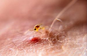 અમદાવાદમાં કોરોના પછી ડેન્ગ્યુ, ચિકનગુનિયા અને મેલેરિયાના દર્દીઓની સંખ્યામાં વધારો નોંધાયો