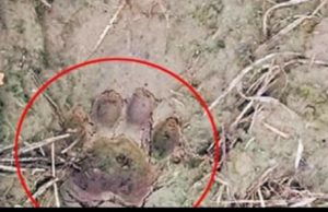 અ’વાદના આ વિસ્તારમાં ફરી દીપડો દેખાતા ખળભળાટ, ફૂટપ્રિન્ટ આધારે વનવિભાગે 4 પાંજરા મૂક્યા