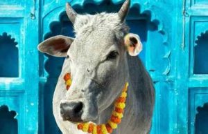 ગાયને રાષ્ટ્રીય પશુ તરીકે જાહેર કરવામાં આવે ,ભારતની સંસ્કૃૃતિ છે : અલ્હાબાદ હાઇકોર્ટ