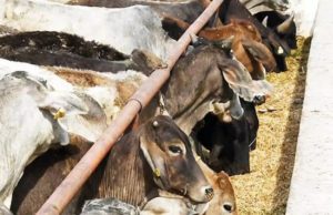 સૌરાષ્ટ્રના પશુઓમાં કોરોના સમાન રોગ ફેલાતા ભયનો માહોલ, ઢોર-ઢાંખરને કરવા પડે છે કોરન્ટાઈન!