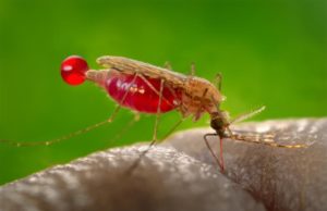 કાનપુરમાં ઝીકા વાયરસનો આતંક, બીજા 16 કેસ નોંધાયા બાદ કુલ 105 સંક્રમિતો