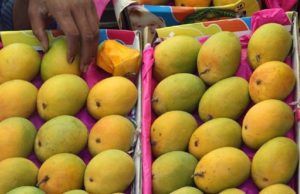 ફળોના રાજા કેરીનું માર્કેટમાં સ્ફોટ આગમન, 31 હજાર માં વેંચાયું પહેલું બેક્સ