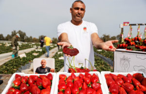 ઈઝરાયલમાં વિશ્વની સૌથી મોટી સ્ટ્રોબેરીનું ઉત્પાદન, વર્લ્ડ રેકોર્ડ્સમાં સ્થાન