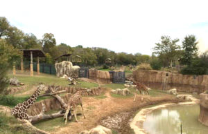 જામનગરમાં વિશ્વના સૌથી મોટા ઝૂનું નિર્માણ : 500થી વધુ જાતના પ્રાણીઓ હશે