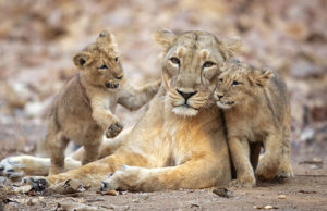 ‘વર્લ્ડ વાઇલ્ડલાઇફ’ દિવસ : ગુજરાતમાં 4 નેશનલ પાર્ક અને 23 વાઇલ્ડલાઇફ સેન્ક્ચુરી છે