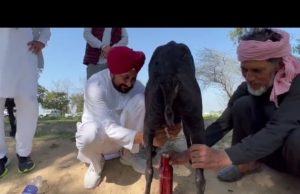 ચૂંટણી પરિણામને 2 દિવસ સમય બાકી છે ત્યારે પંજાબના મુખ્યમંત્રી ચન્ની બકરી દોહવામાં વ્યસ્ત, જુઓ Video