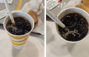 અમદાવાદ : સાયન્સ સિટી રોડ પરના મેકડોનાલ્ડમાં કોલ્ડ્રિંકના એક-બે ઘૂંટ પીતા “મરેલી ગરોળીનું” નાનું બચ્ચું ઉપર આવતાં ગ્રાહકે મચાવ્યો હોબાળો!