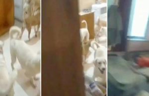 પુણેમાં 11 વર્ષનો માસૂમ 2 વર્ષ સુધી 22 કૂતરાંઓ વચ્ચે ઘરમાં ‘કેદી’ની જેમ રહ્યો, પોલીસે દરોડો પાડીને છોકરાને કર્યો મુક્ત, માતા-પિતાની કરી ધરપકડ!