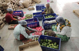 તાલાલા પંથકનું ‘અમૃત ફળ’ કેસર કેરીના 1100 બોક્સ ‘બ્રિટન’ જવા રવાના; સિંગાપુર, ઈટલી, ગલ્ફ કન્ટ્રીમાં 142 ટન કેસર કેરી મોકલવામાં આવી!