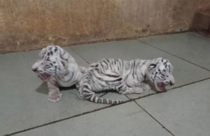 પ્રદ્યમનપાર્ક “ઝૂ”માં “નવા મહેમાન”નું આગમન; રાજકોટ ઝૂમાં સફેદ વાઘણે 2 વાઘબાળને આપ્યો જન્મ, 7 વર્ષમાં 2 વાઘણે 11 બાળવાઘ જન્મ્યા!