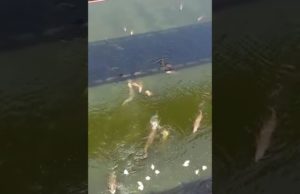 ઐતિહાસિક બનાવ: ભરૂચની ઢાઢર નદીમાં 1-2 નહિ 15થી 20 મગરોનું જોવા મળ્યું વિશાળ “ઝુંડ”, સ્થાનિકો માટે બન્યો ચિંતાનો વિષય, જુઓ Video