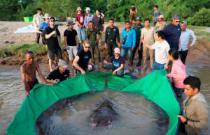 કંબોડિયામાં મેકાંગ નદીમાંથી વિશાળકાય માછલી મળી આવી, જેનું વજન જ 300 કિલો છે અને તેનું નામ ‘બોરામી’ છે, જેનો અર્થ થાય ‘પૂર્ણ ચંદ્ર’!