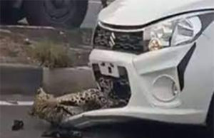 ચંદનપુરી ઘાટ પર કારના બોનેટમાં ફસાયો દીપડો; બહાર નીકળવા માટે તરફડિયા મારતો રહ્યો અને કાર રિવર્સમાં લેતા તરત જ દોટ મૂકી ભાગ્યો, જુઓ Video