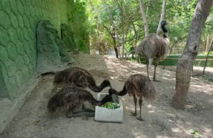 રાજકોટ : પ્રદ્યુમન પાર્ક ખાતે ઈમુ પક્ષીએ 3 બચ્ચાને આપ્યો જન્મ, 2015માં ઇમુ પક્ષીની જોડીને રેસ્કયુ કરી “ઝુ” ખાતે લવાઈ હતી જે આકર્ષણ કેન્દ્ર બન્યા છે!