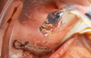 સ્વાસ્થ્ય સાથે ચેડાં : નવસારીના મરોલીમાં ટેમ્પોમાં ચાલતી “આઈસ્ક્રીમની કોકો”માંથી ગરોળી નીકળી!