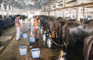 પશુપાલકોને મોટી રાહત : અમૂલે દૂધના ખરીદી ભાવમાં 10 રૂ.નો કર્યો વધારો, નવો ભાવ વધારો 11મી જૂથથી ચૂકવાશે, 6 લાખ પશુપાલકોને મળશે ‘લાભ’!