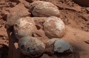 વિચિત્ર ઈંડુ; વિશ્વમાં પહેલીવાર ડાઈનાસોરના ઈંડાની અંદરથી મળ્યું ઈંડું, ડીયુના વૈજ્ઞાનિકોએ કરી શોધ, આ ઈંડુ એક ટાઈનોસૉરિડ ડાઈનાસોરનું છે!