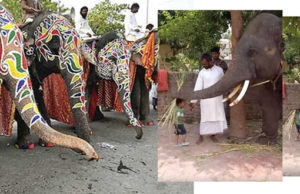 કેરળનો બલરામ હાથી : 3 વર્ષનો હાથી પહેલીવાર “જગન્નાથજીની રથયાત્રા”માં જોડાશે; નાનાંથી લઈ મોટાંને માથા પર સૂંઢ મૂકીને આપે છે આશીર્વાદ!