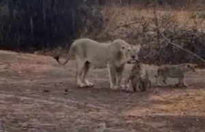 સિંહ પરિવારની મોજ; ગીર સોમનાથમાં સાર્વત્રિક મેઘમહેર, ગીર જંગલમાં ત્રણ બાળસિંહ સાથે સિંહણ વરસાદની મોજ માણતી જોવા મળી, જુઓ Video