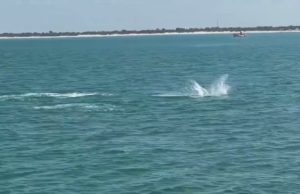 ડોલ્ફિન હવે ગુજરાતના દરિયામાં : ડોલ્ફિન જોવા માટે ક્યાંય દૂર જવાની જરૂર નથી, ઓખાથી લઈ પોરબંદર સુધીના દરિયામાં જોવા મળશે ડોલ્ફિન, જુઓ Video