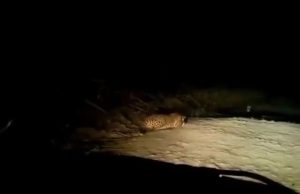 અંધારાનો દીપડાએ લીધો લાભ; વડોદરાના ઇટોલા ગામની સીમમાં હિંસક દીપડાએ મોડી રાત્રે રસ્તા પર જતા સસલાનો કર્યો શિકાર, જુઓ Video