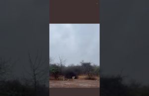 બાળ સિંહાએ પ્રથમ વરસાદનો ઉઠાવ્યો આનંદ; ગીર જંગલમાં મેઘમહેર થતા બાળસિંહો સાથે સિંહ પરિવાર વરસાદમાં ભીંજાયો, જુઓ Video