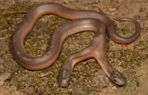 જોડિયા સાપ : દક્ષિણ આફ્રિકામાં બે મોઢાવાળા સાપનું કરાયું રેસ્ક્યુ, 10 હજાર પૈકી એકને હોય છે બે મોઢા! બે માથાવાળા સાપ લાંબા નથી જીવ શકતા!