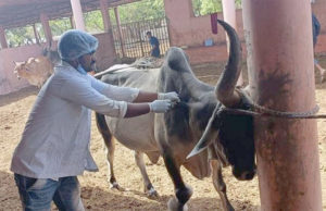 ગુજરાતમાં લમ્પીનો ભરડો : 17 જિલ્લાના 50 હજારથી વધુ પશુઓને “લમ્પી વાઇરસ”, 1240 પશુઓના મોત; 5.74 લાખનું રસીકરણ!